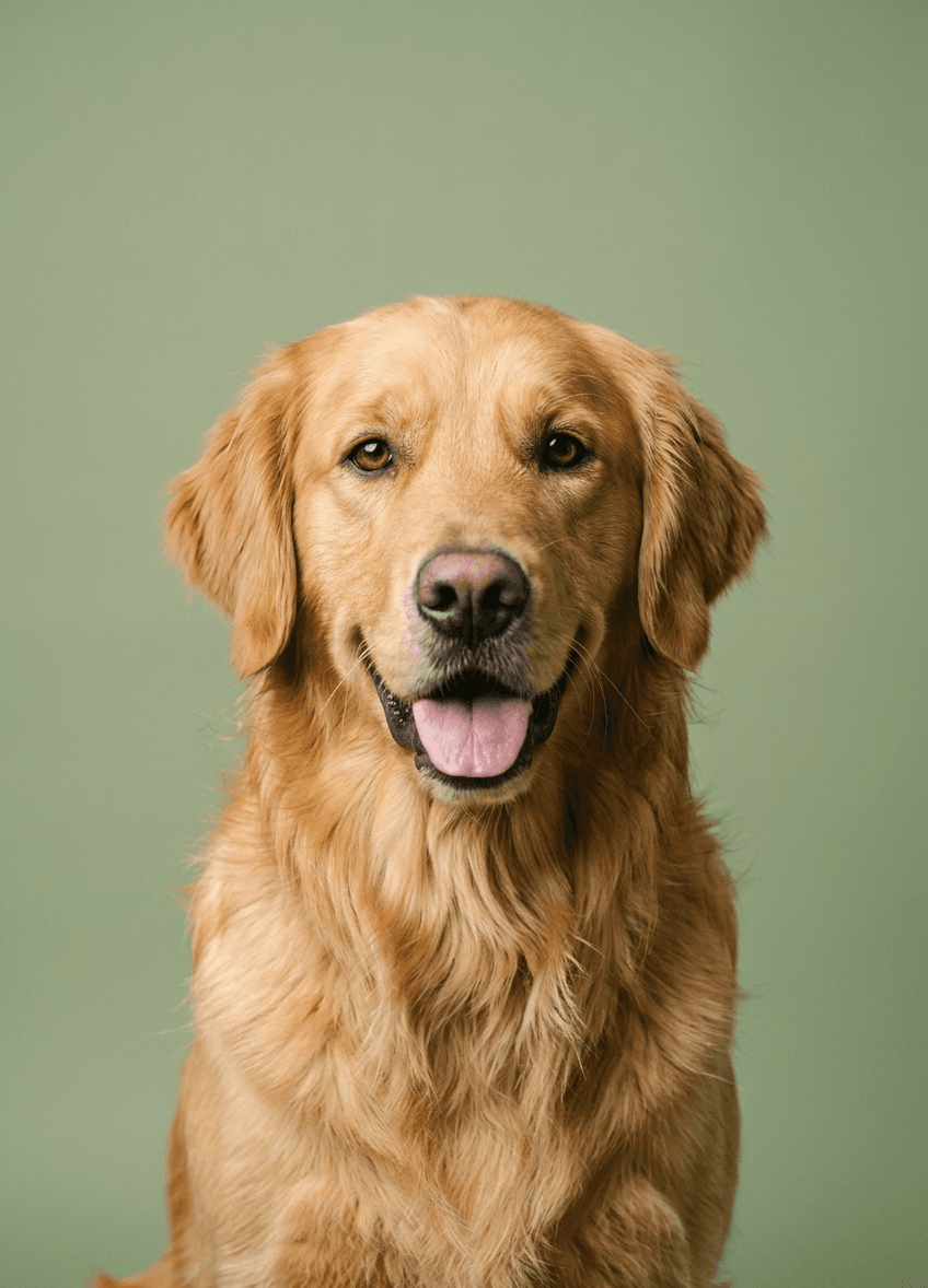 Studio portrait of a happy golden retriever